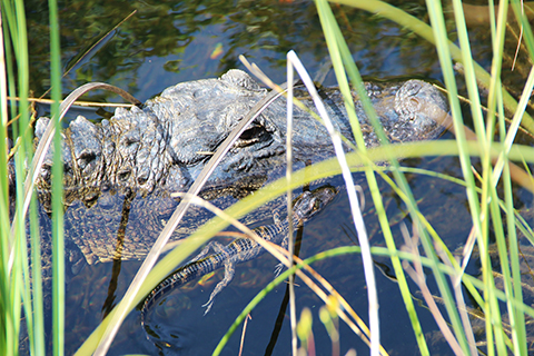 A up close photo of a newly hatched alligator swimming alongside its mother.