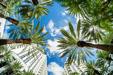 A stock photo. An upward view of palm trees in the Brickell neighborhood of downtown Miami, Florida.