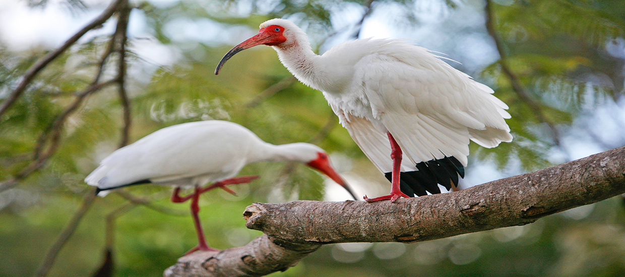 A picture of two Ibis perched in a tree at the University of Miami Coral Gables campus.